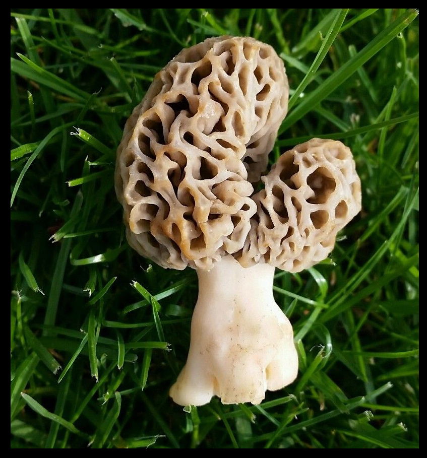 Fresh Michigan Morel Mushroom – Michigan Shaped